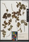 Foto von Salix aegyptiaca L.